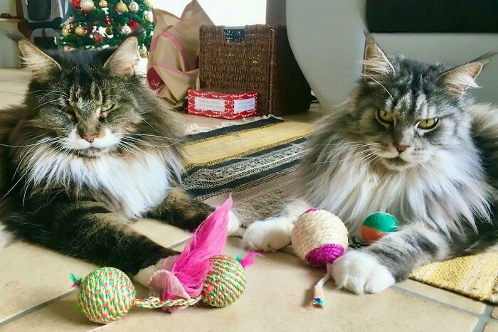 Acabo de adoptar a estos colegas, Gino y Chester (ambos son gatos maine coon)