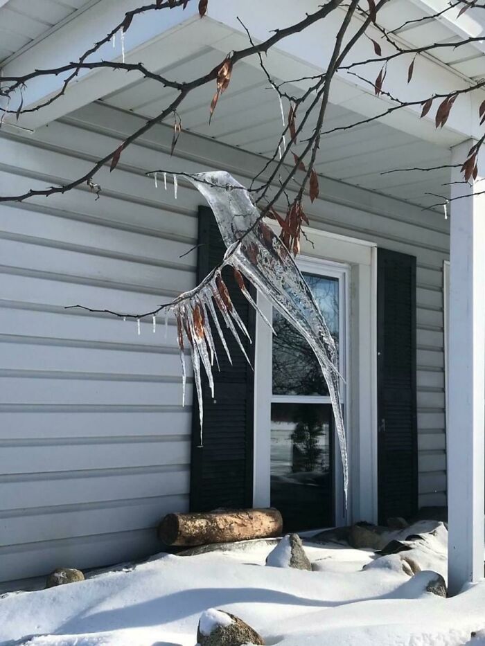 Congelar. Descongelar. Volver a congelar. Derretir. La congelación crea un colibrí de hielo