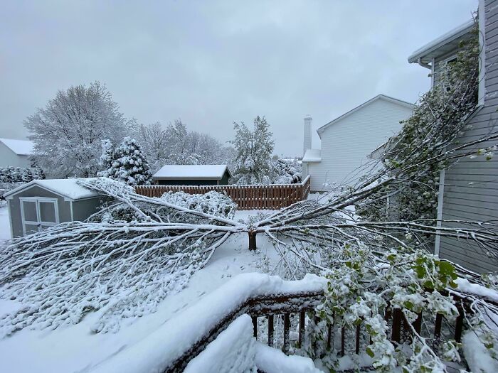 Este árbol se derrumbó de forma muy extraña por el peso de la nieve