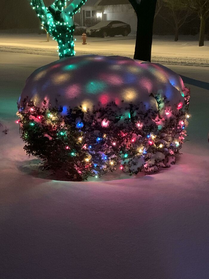 Este arbusto navideño bajo una fina manta de nieve