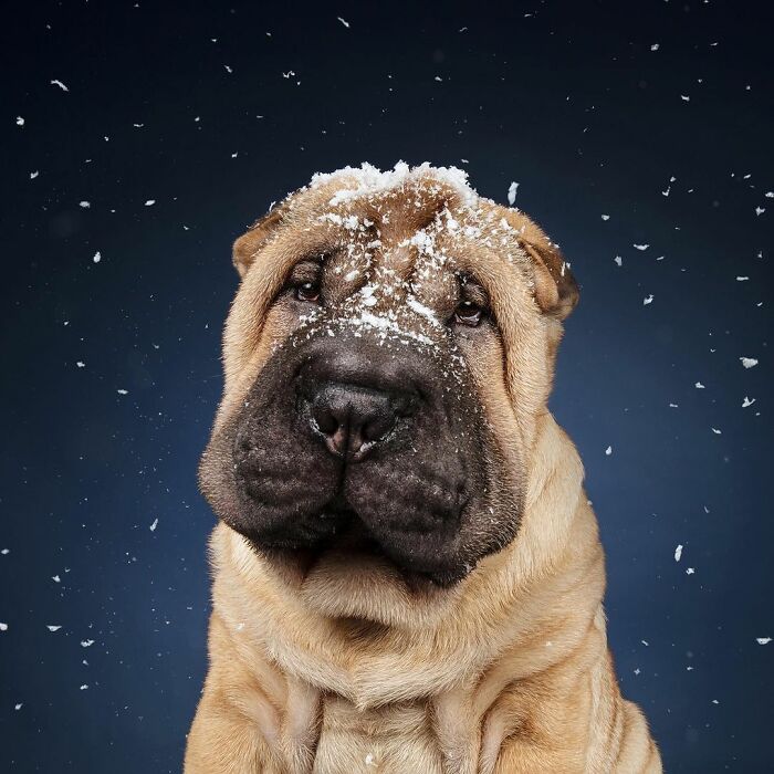 Here Are My 21 Festive Photos Of Holiday Canines