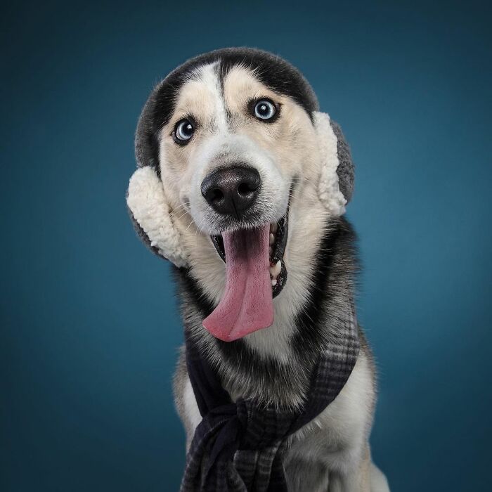 Here Are My 21 Festive Photos Of Holiday Canines