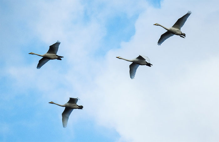 Que las aves sepan exactamente adónde volar