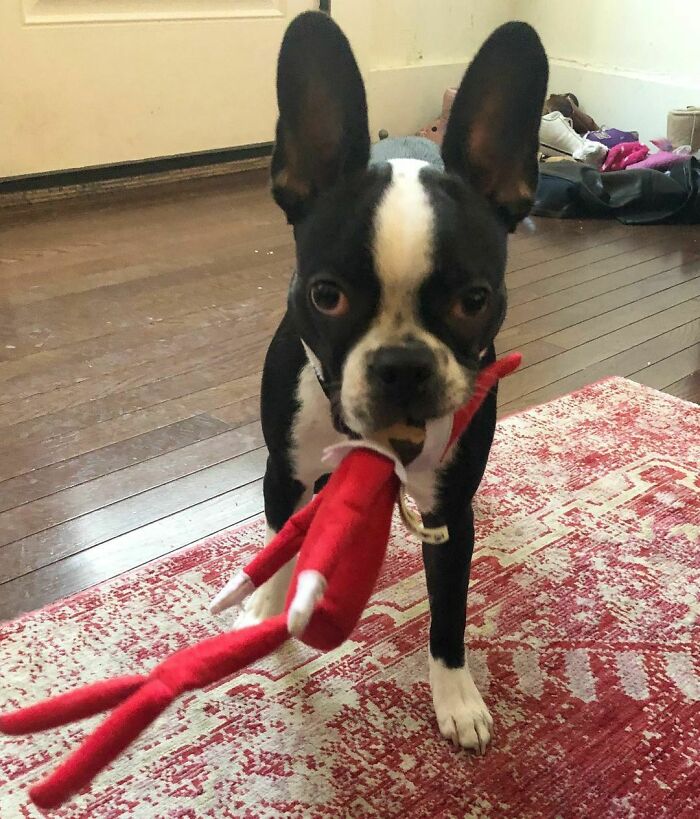 El elfo no fue rival para el perro