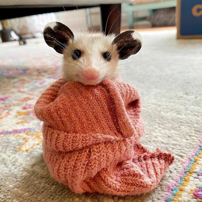 Lista para la pijamada