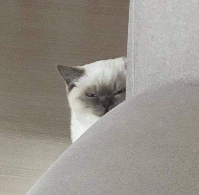 Las posibilidades de que un gato te mate son bajas, pero nunca cero