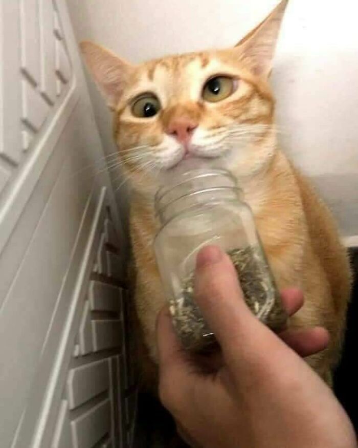 Este pega fuerte