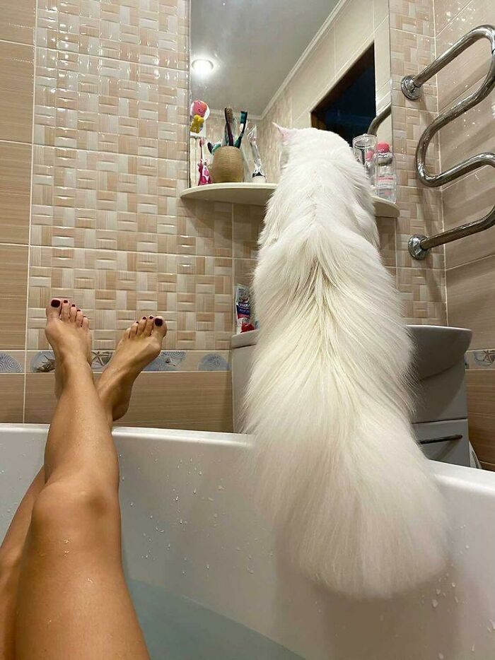 Este gato Maine Coon es tan grande que a primera vista lo confunden con un perro