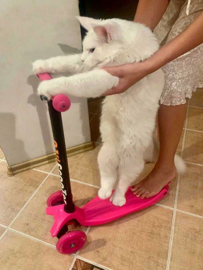 Este gato Maine Coon es tan grande que a primera vista lo confunden con un perro