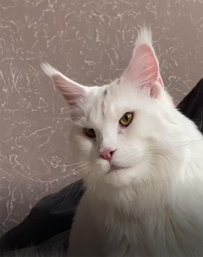 Este gato Maine Coon es tan grande que a primera vista lo confunden con un perro