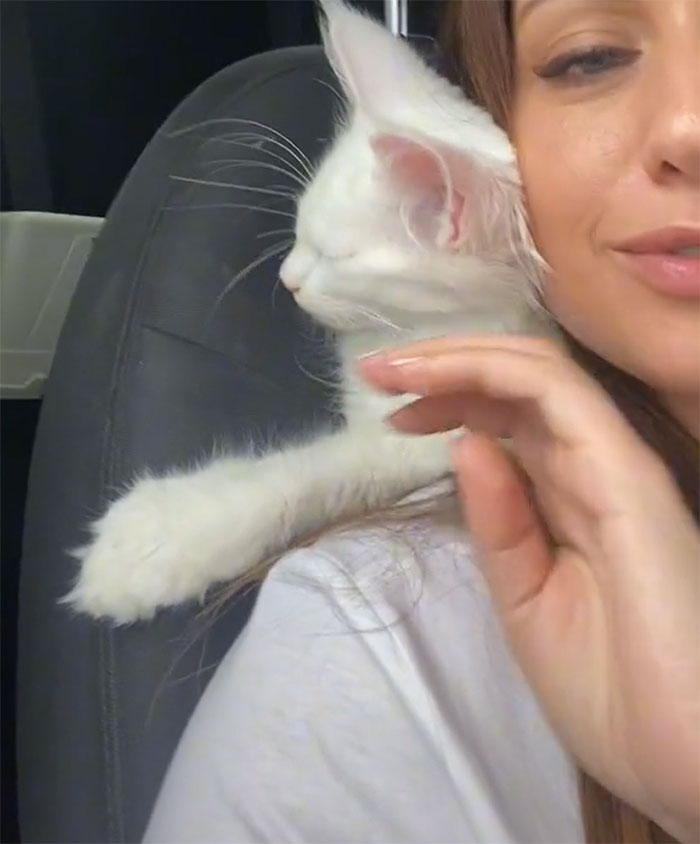Este gato Maine Coon es tan grande que a primera vista lo confunden con un perro