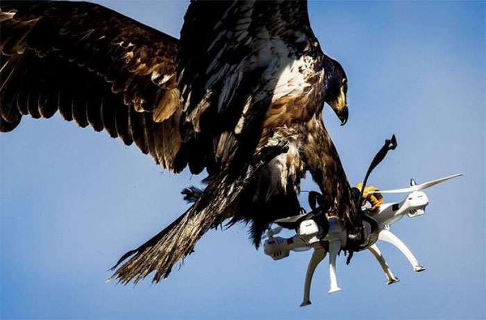 This Page Collects Photos Of 'Animals With Threatening Auras' (40 New Pics)