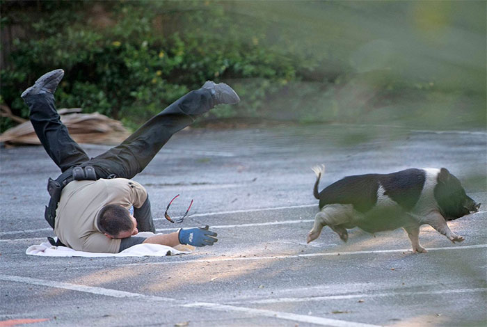 This Page Collects Photos Of 'Animals With Threatening Auras' (40 New Pics)