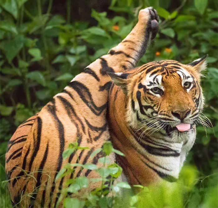 This Page Collects Photos Of 'Animals With Threatening Auras' (40 New Pics)
