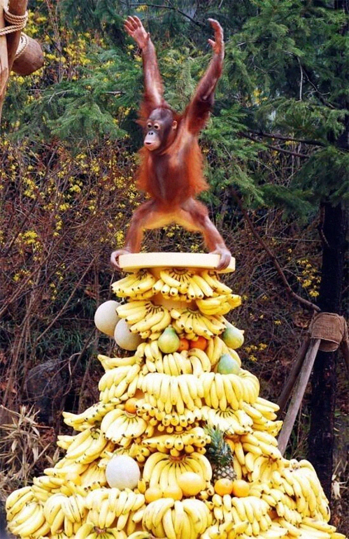This Page Collects Photos Of 'Animals With Threatening Auras' (40 New Pics)