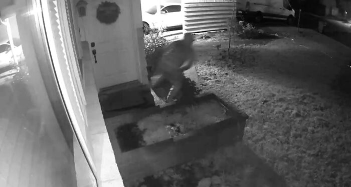 Este pedazo de mierd* que robó un regalo de 250 dólares de nuestro porche que llegó después de que nos fuéramos a la cama. El video es de las 3 de la mañana del día de Navidad