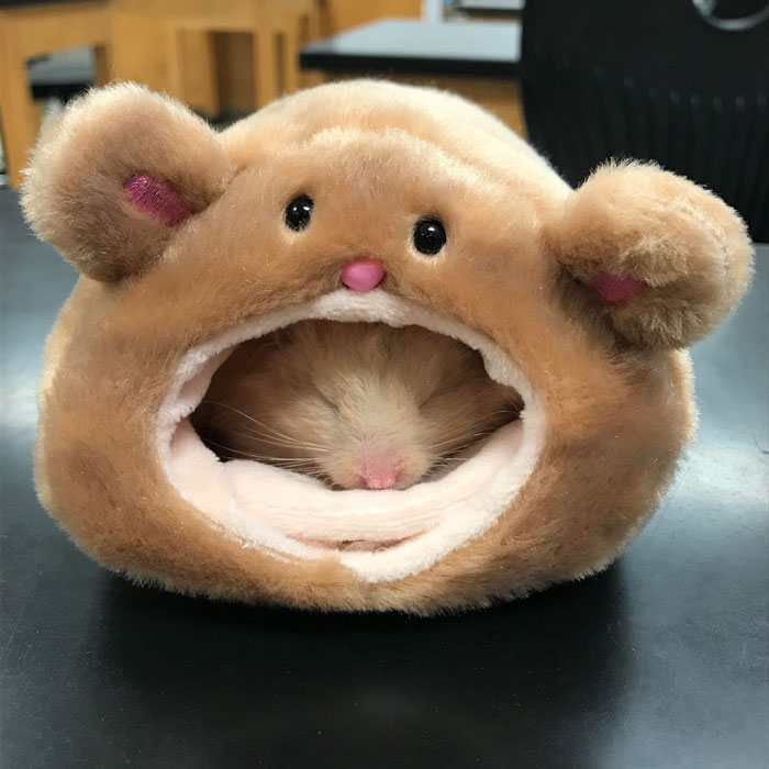 Le gusta su nueva cama