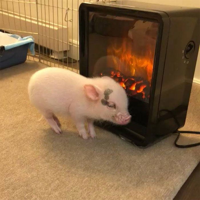 El cerdito frío se mantiene caliente