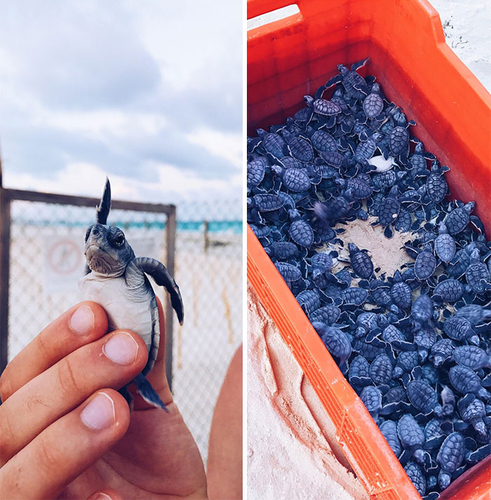 Crías de tortugas marinas que liberamos anoche ante el océano