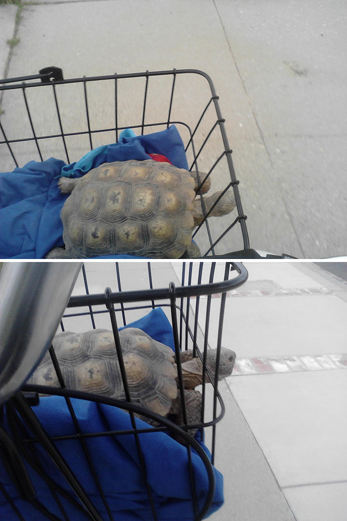He llevado a mi tortuga en bici y creo que ha flipado