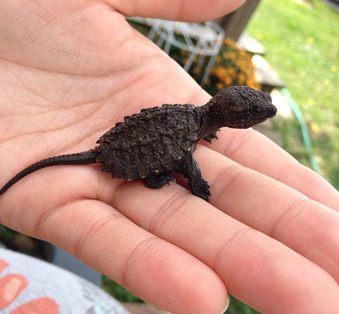 Cría de tortuga mordedora que parece un dinosaurio