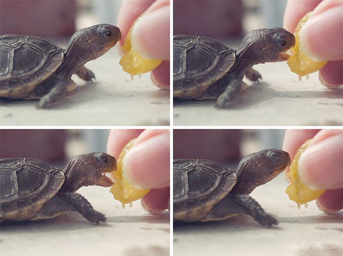 Comiendo naranja