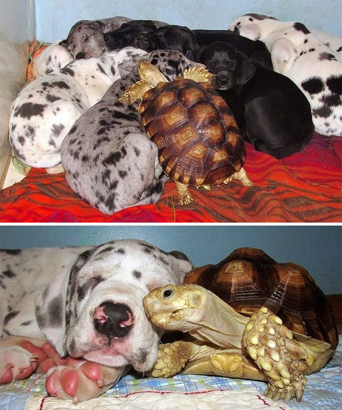 Las tortugas también se acurrucan