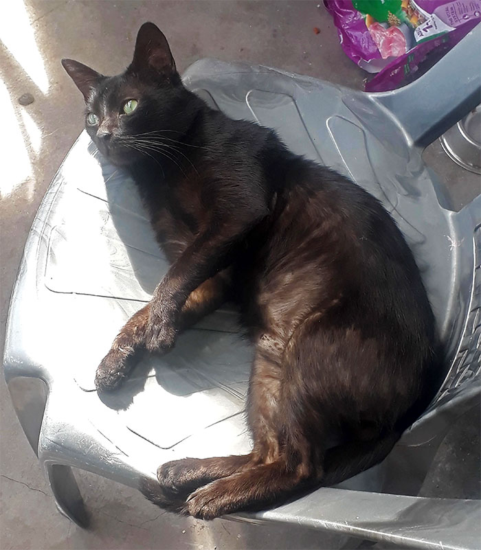 Esta mujer recibió su merecido tras echar de casa al gato de su novio mientras él no estaba Esta mujer recibió su merecido tras echar de casa al gato de su novio mientras él no estaba