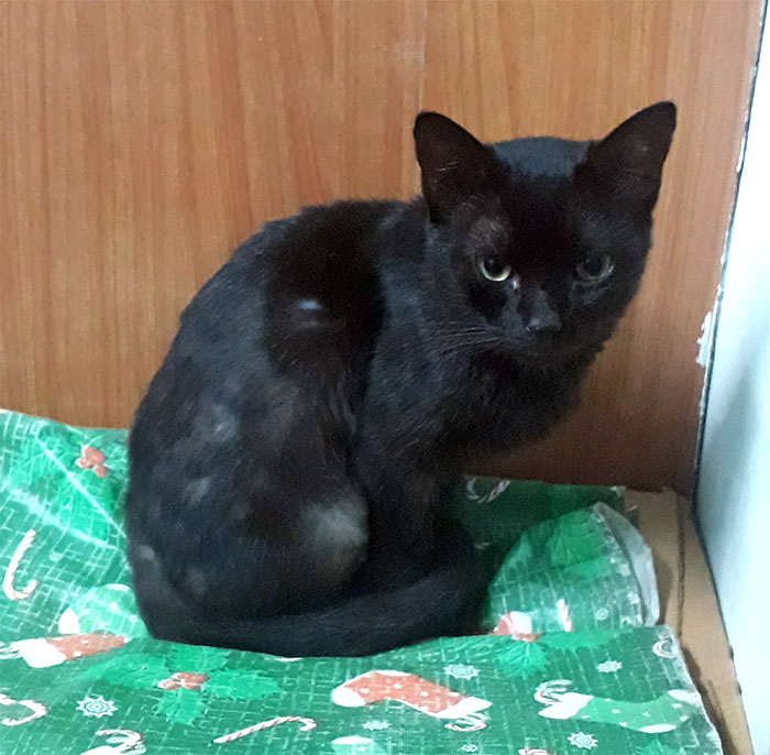 Esta mujer recibió su merecido tras echar de casa al gato de su novio mientras él no estaba