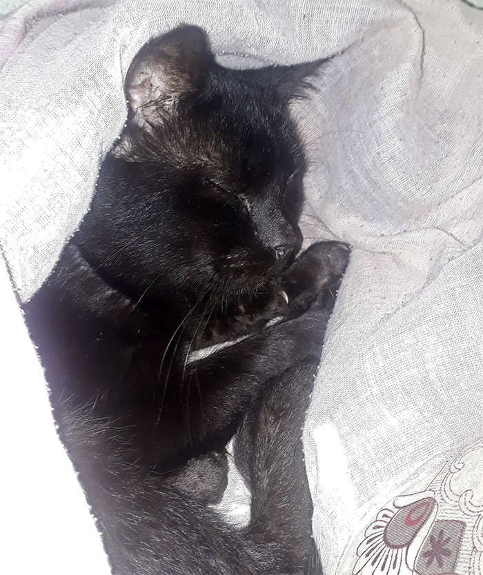 Esta mujer recibió su merecido tras echar de casa al gato de su novio mientras él no estaba