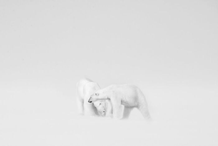 Ganador de la categoría Blanco y negro: “Boda blanca” por Roie Galitz