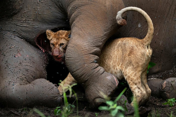 Segundo puesto en la categoría Retrato animal: “El último abrazo” por Roie Galitz