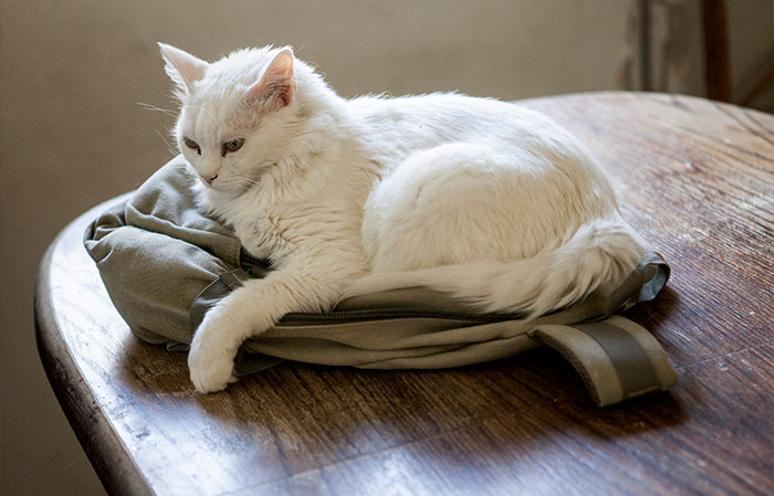 25 Mascotas que hacen cosas extrañas y divertidas, pero sus dueños dicen que nadie les cree