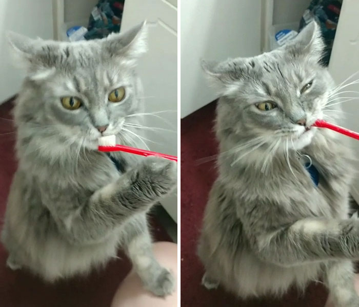 25 Mascotas que hacen cosas extrañas y divertidas, pero sus dueños dicen que nadie les cree