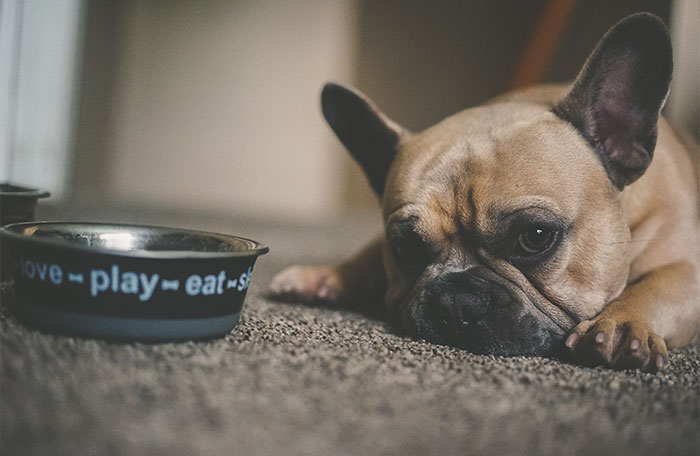 25 Mascotas que hacen cosas extrañas y divertidas, pero sus dueños dicen que nadie les cree