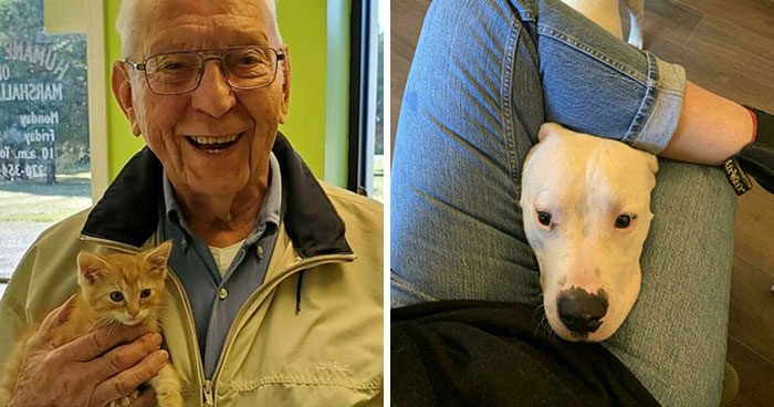 40 Fotos reconfortantes de animales que han sido adoptados durante este mes de diciembre