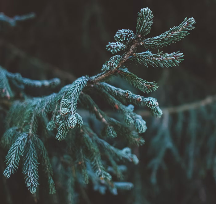 20 Personas comparten tradiciones tan raras como geniales que hacen que su Navidad sea especial