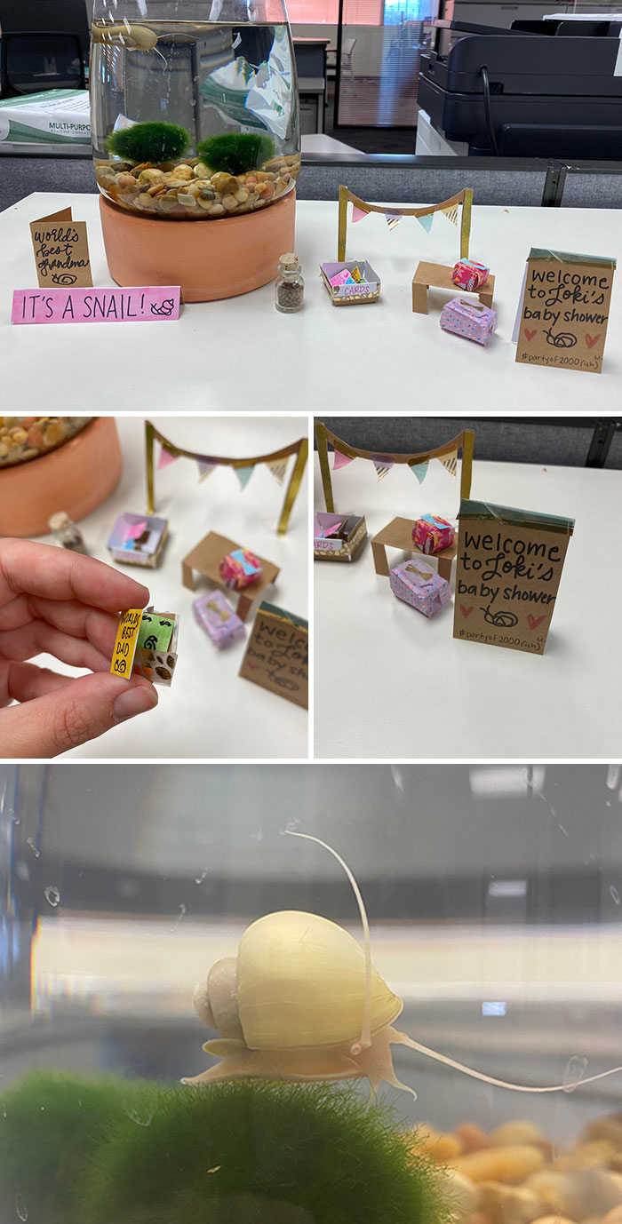 Cuidé el caracol de mi colega mientras ella no estaba e inesperadamente tuvo bebés. Le organicé un baby shower cuando regresó. Felicidades, Loki