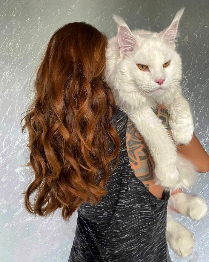Este gato Maine Coon es tan grande que a primera vista lo confunden con un perro
