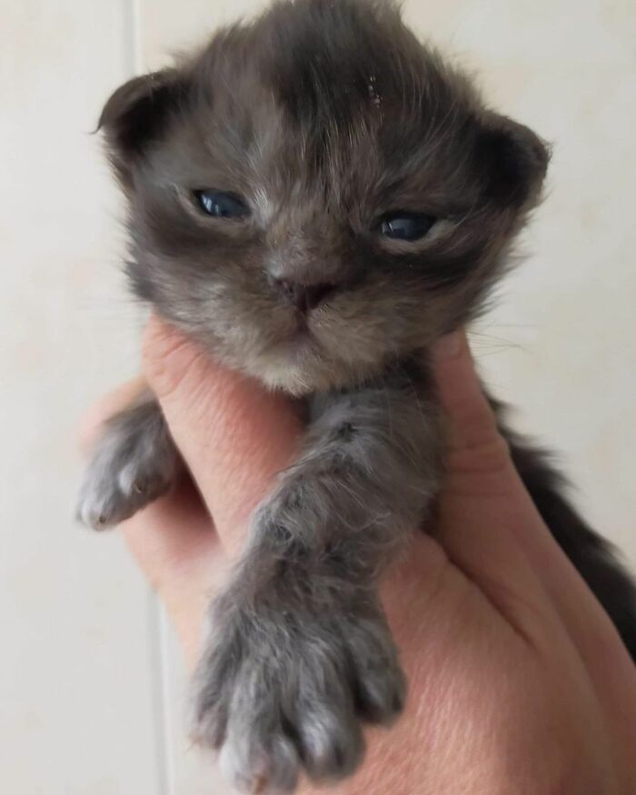 Este es Richie, un gato maine coon que se ha vuelto viral en redes sociales