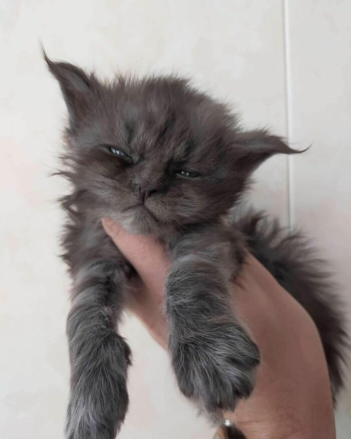 Este es Richie, un gato maine coon que se ha vuelto viral en redes sociales