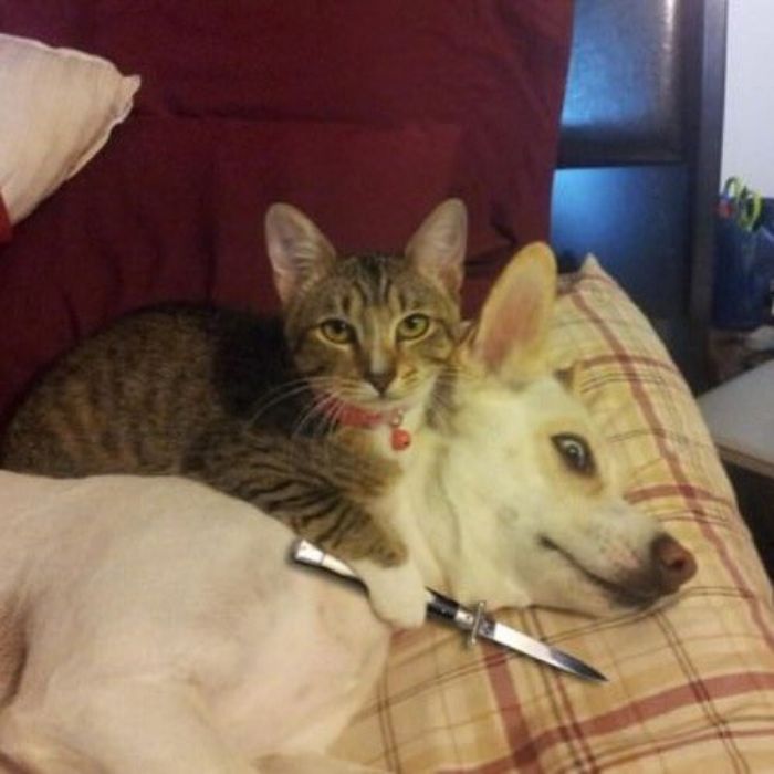 This Twitter Page Collects The Most ‘Cursed’ Images Online, Here Are 50 Of The Best
