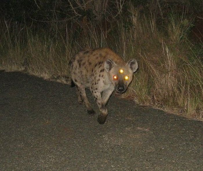 This Twitter Page Collects The Most ‘Cursed’ Images Online, Here Are 50 Of The Best