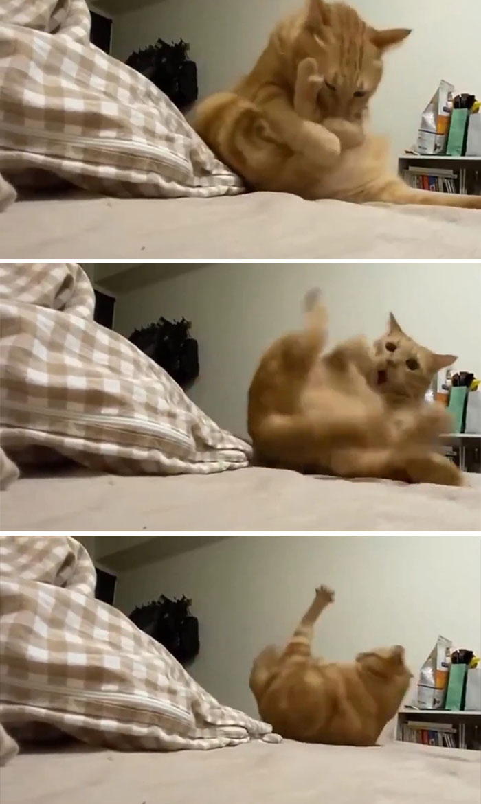 Este gatito naranja perdió su única neurona mientras se acicalaba