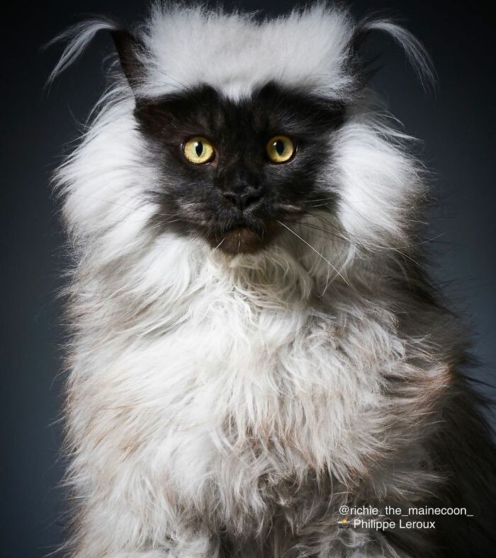 Este es Richie, un gato maine coon que se ha vuelto viral en redes sociales