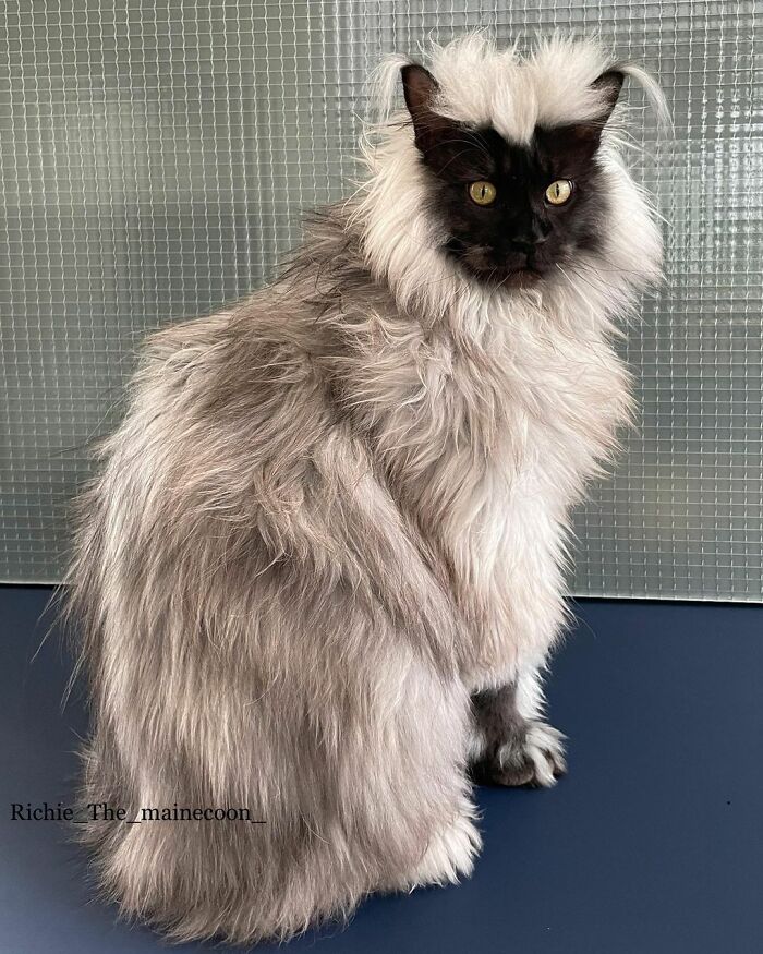 Este es Richie, un gato maine coon que se ha vuelto viral en redes sociales