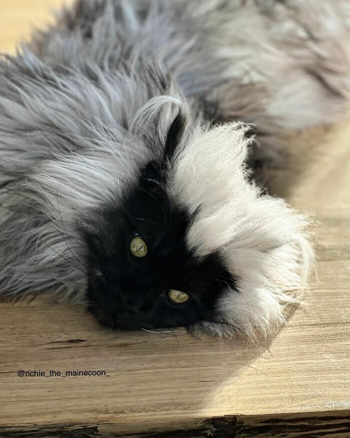 Este es Richie, un gato maine coon que se ha vuelto viral en redes sociales
