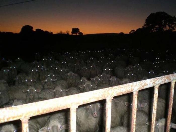 This Twitter Page Collects The Most ‘Cursed’ Images Online, Here Are 50 Of The Best