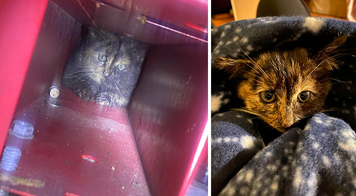 Un gatito aterrorizado entró en el taller y luego en mi casa