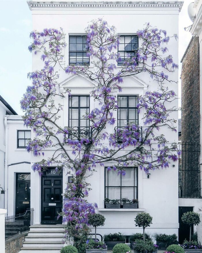 Glicinia trepando sobre una casa en South Kensington, Londres 